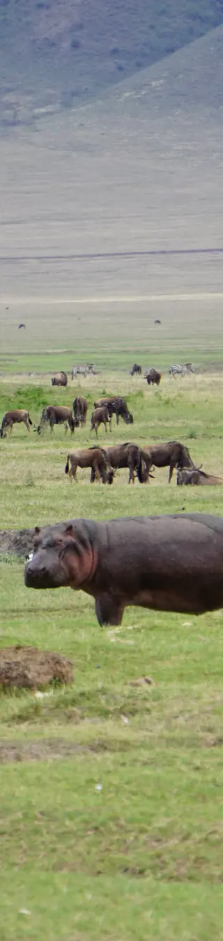 Im Ngorongoro Krater - auf Tuchfühlung mit der afrikanischen Tierwelt